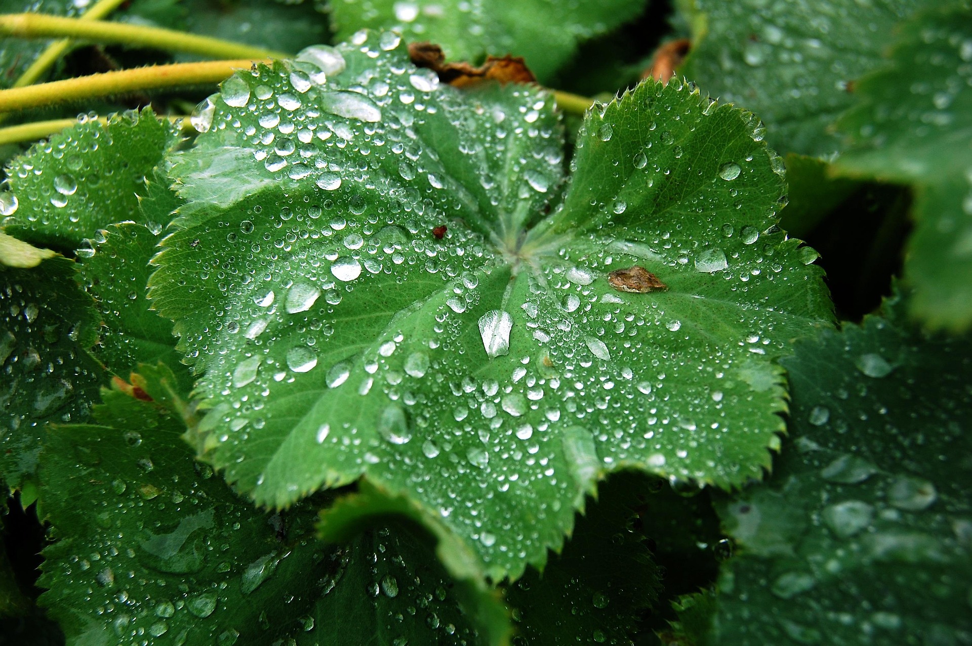 Daggkåpa – Pixabay